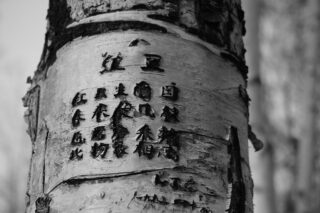 Tree engraved with poetry