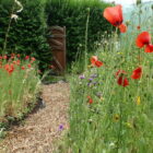 A garden scene with some poppy