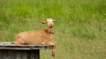 goat