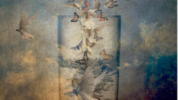 Butterflies flying into a glass