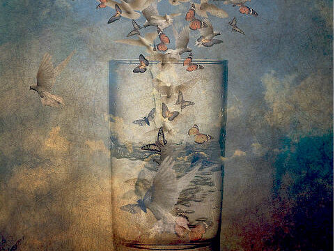 Butterflies flying into a glass