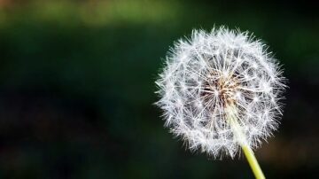 Dandelion