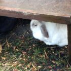 Rabbit at the farm