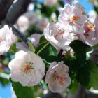 cherry blossom