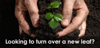Hands nurturing small seedling