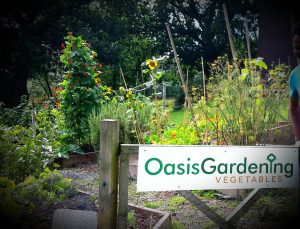 Oasis gardens in their prime