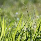 Close up grass