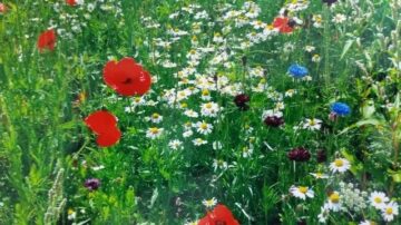 Field of flowers