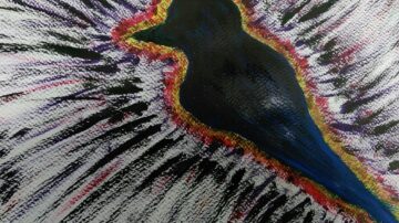 A bird