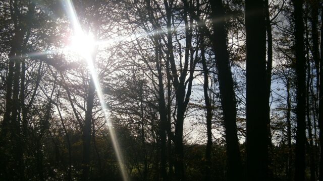 sunlight