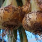 2 onions