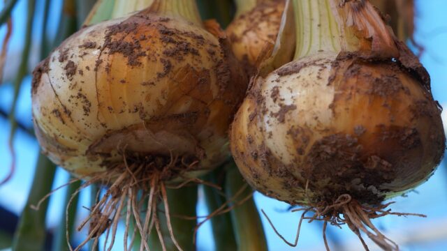 2 onions