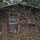 Abandoned overgrown wooden house
