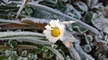 daisy in ice
