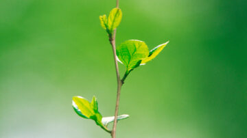 new growth on a tree branch