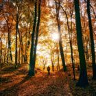person walking through autumnal woods