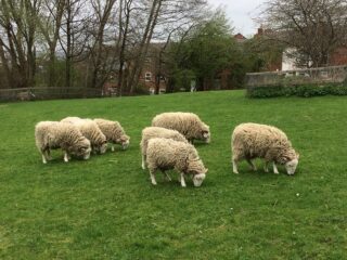 sheep grazing