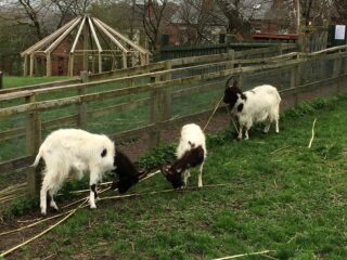 goats in a field