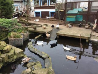 ducks in a pond