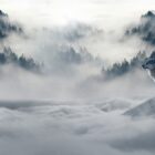 wolf looking out over mist and cloud