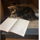 cat playing with reporters notebook