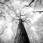 looking up the trunk of a bare tree