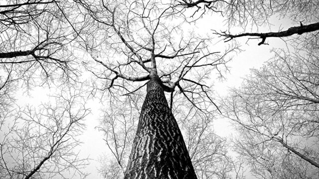 looking up the trunk of a bare tree