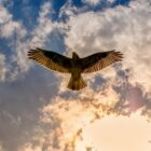 Buzzard hovering in the sky