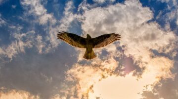 Buzzard hovering in the sky