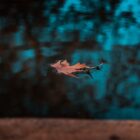 leaf on calm water