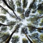photo looking up into trees