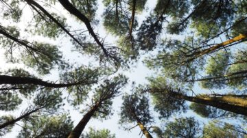 photo looking up into trees