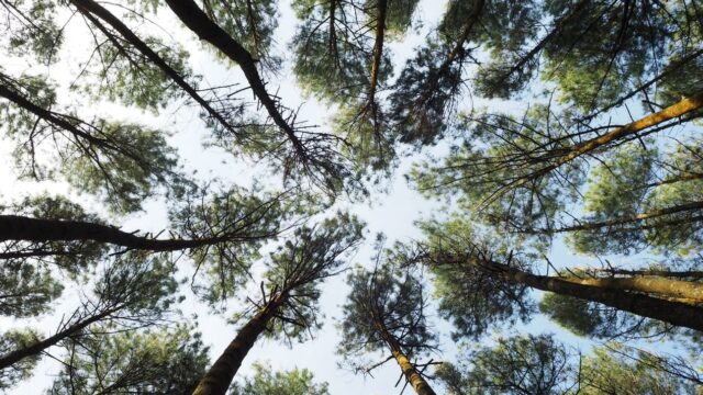 photo looking up into trees