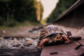 Tortoise