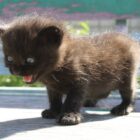 frightened cat