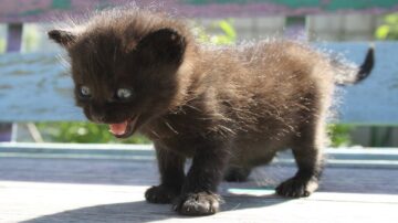 frightened cat