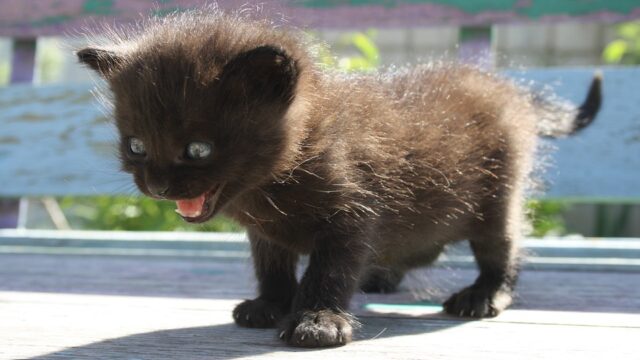 frightened cat
