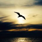 Bird in the sky