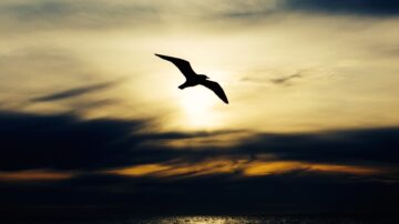 Bird in the sky