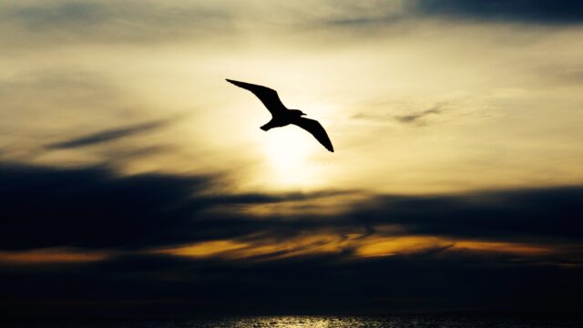 Bird in the sky