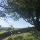large tree