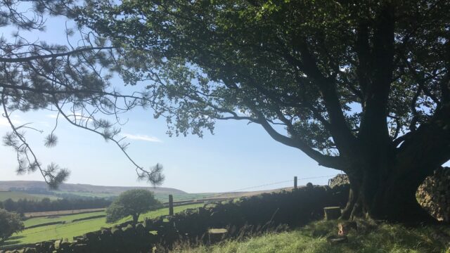 large tree
