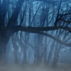 misty forest in half light