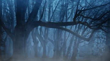 misty forest in half light
