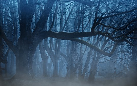 misty forest in half light
