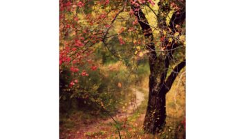 woodland path in autumn