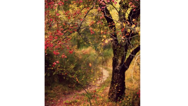 woodland path in autumn