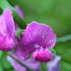 Water droplets on a delicate flower
