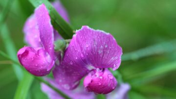 Water droplets on a delicate flower
