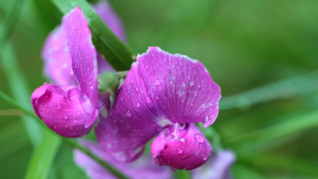 Water droplets on a delicate flower